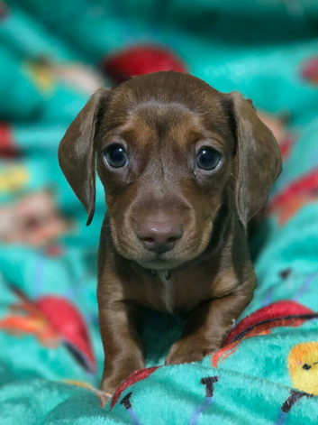 1 last male dachshund puppy ready sunday
