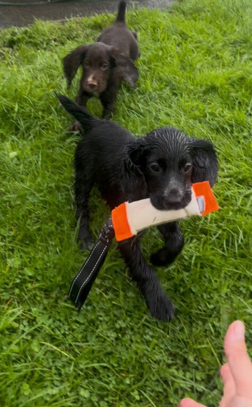 Ready now KC reg cocker spaniel pups