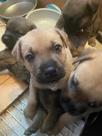 Rottweiler x mastiff cross puppies