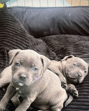 Champion Blue Staffordshire Bull Terrier Puppies