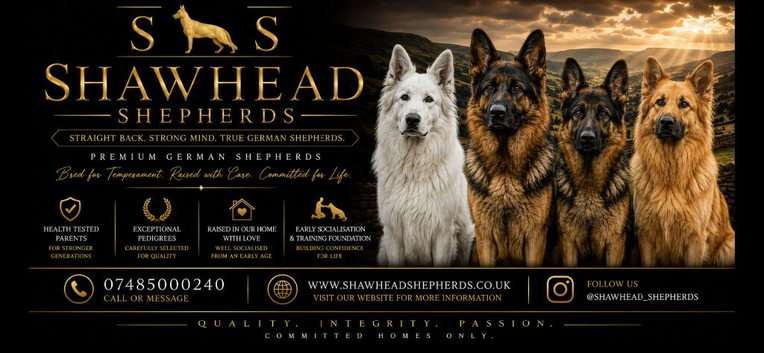 Stunning German Shepherds