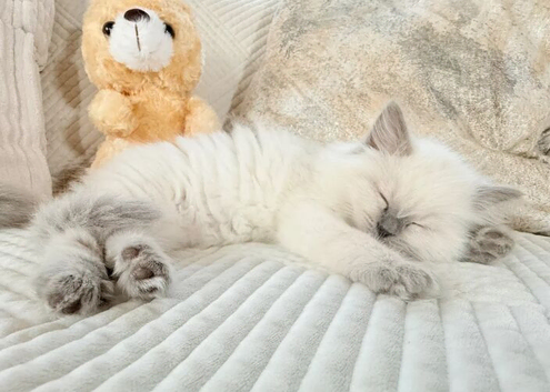 Stunning Bluepoint Ragdoll Kittens for sale