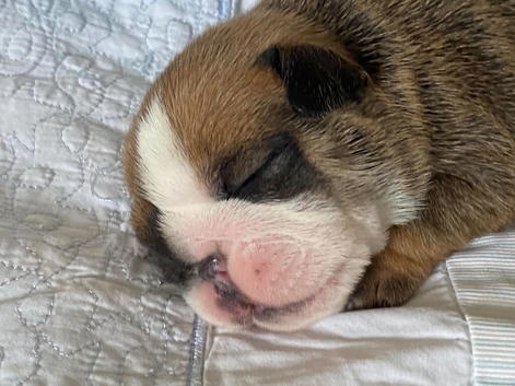English Bulldog Pups Standard Traditional Colour