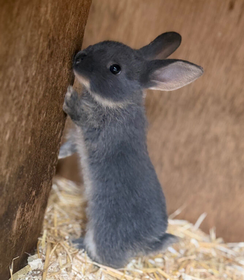 X4 baby rabbits for sale