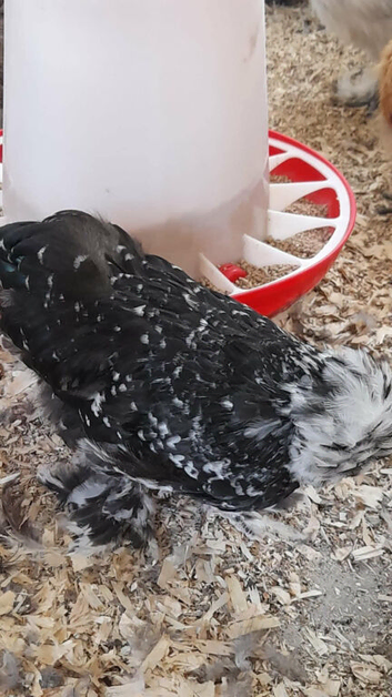 Mottled  silkie  cockral