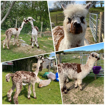 Young female alpacas
