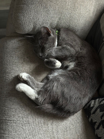 Shadow is looking for a loving home