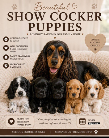 Adorable show cocker spaniel puppies