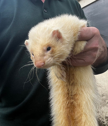 Working ferret for sale