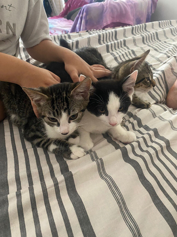 3 male kittens