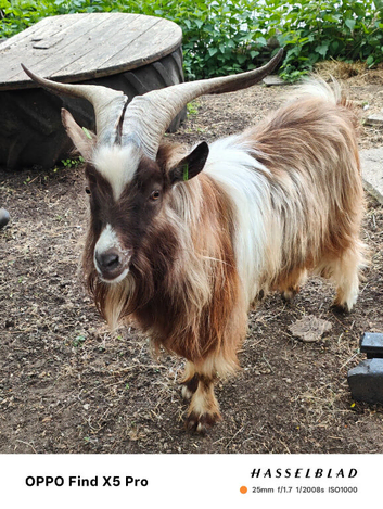 Can you offer this boy a summer home in exchange for lovely kids?