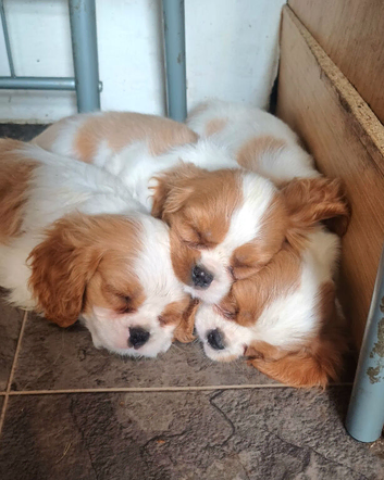 Beautiful blenheim pups
