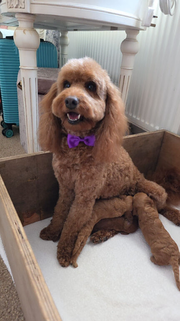 Beautiful Cockapoo puppies