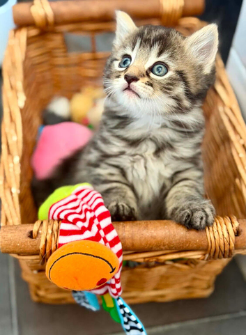 Beautiful long hair kittens