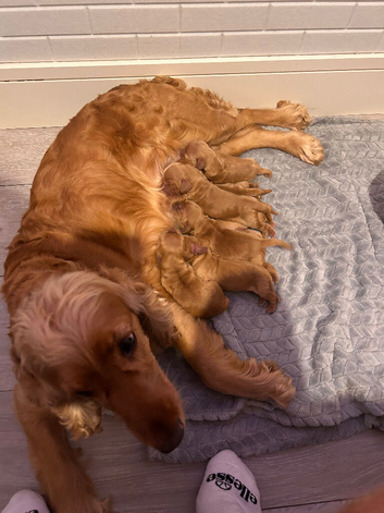 Beautiful English show Cocker Spaniel pups