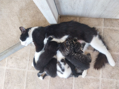 Stunning kittens available at 8 weeks old.