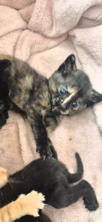 x4 Kittens Needing Homes