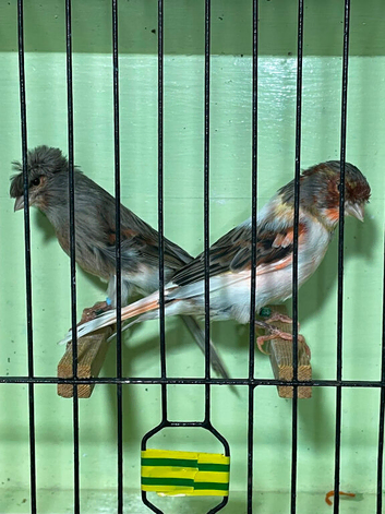 Harlequin pair