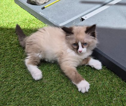 GCCF Registered Ragdoll Kittens