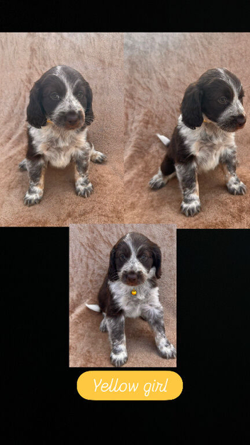 Cocker spaniel puppies