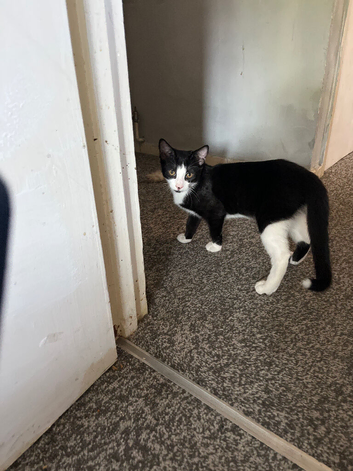 18 week old tipsy for sale