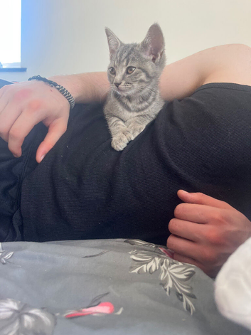 Polydactyl kitten