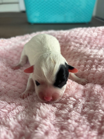 shih tzu pups ready to reserve