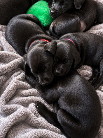 KC Registered Labrador Puppies