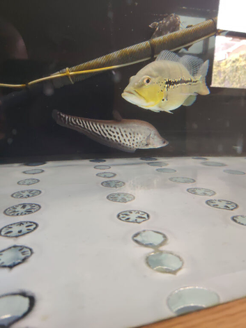 9 inch Royal clown knife fish