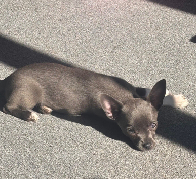 Chihuahua girl