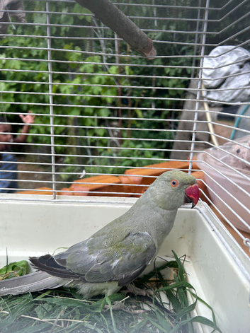 Gray Indian ring neck