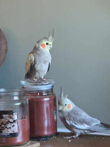 Tame and talking cockatiel pair