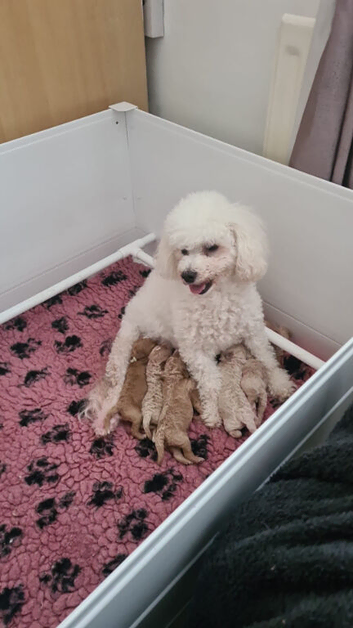 Beautiful  poochons