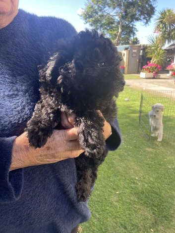 Hungarian puli cross miniature poodle