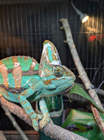 Beautiful male veiled Chameleon