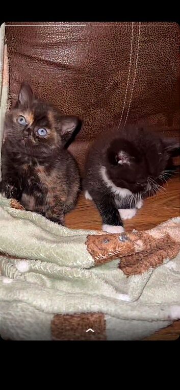 British short hair kittens