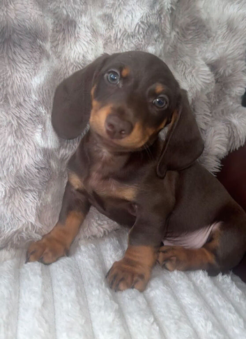 2 beautiful pups ready to go