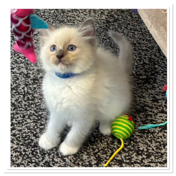 6 gorgeous Ragdoll kittens ready to leave now 2 boys and 4 girls