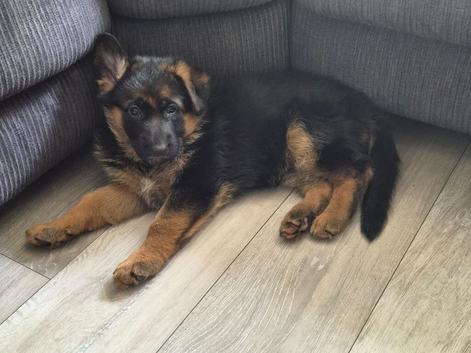 Beautiful German shepherd