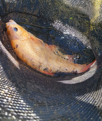 350 for all japanese koi fish