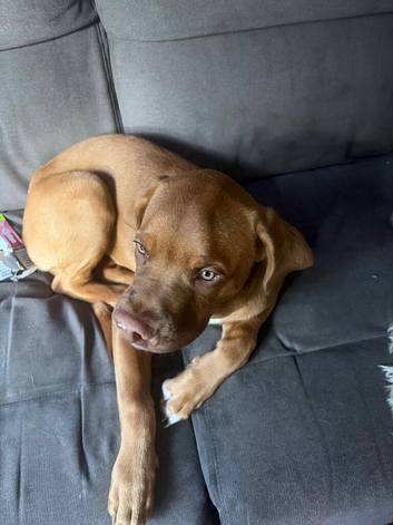 6 month female puppy