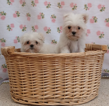 Korean maltese