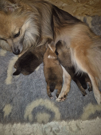 3 beautiful pom boys
