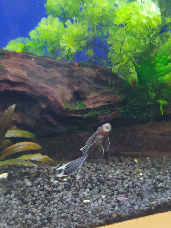 Bristlnose pleco