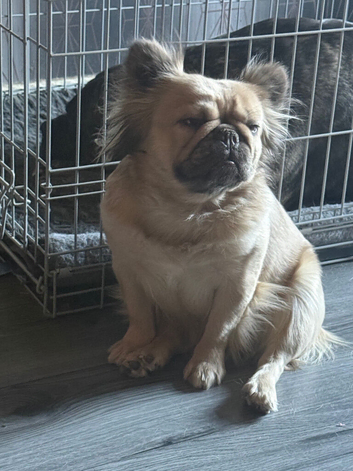 Fluffy French bulldog