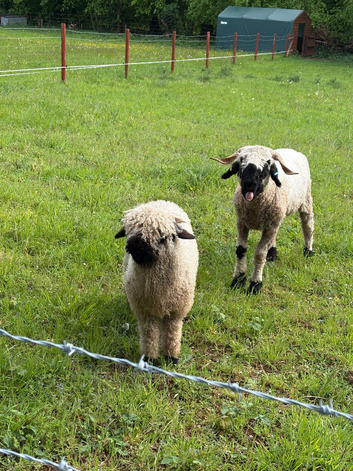 Black Nose Valais Ram and whether