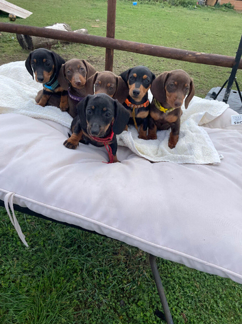 Miniature dachshund puppies