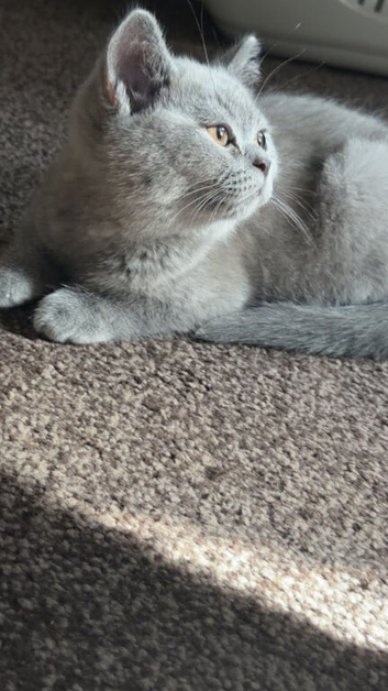 Bsh kitten