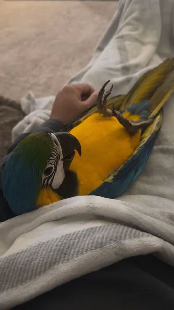 Macaw male parrot