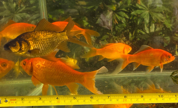 Goldfish for pond various sizes